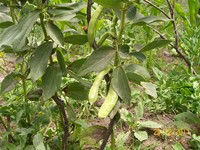 /album/proceso/a100-1957-copiar-jpg/